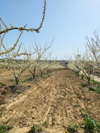 자두6706님의 자두 · 자유게시판 작성글 사진