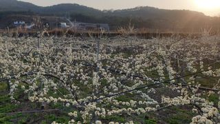 권오열님의 자두 · 자유게시판 작성글 사진