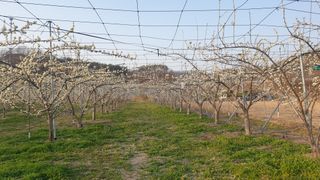 권오열님의 자두 · 자유게시판 작성글 사진