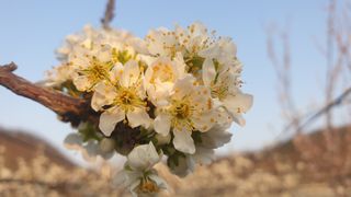 권오열님의 자두 · 자유게시판 작성글 사진