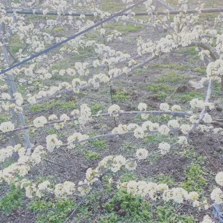 권오열님의 자두 · 자유게시판 작성글 사진