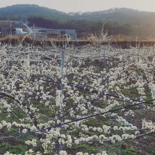 권오열님의 자두 · 자유게시판 작성글 사진