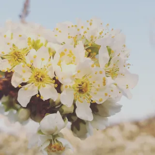 권오열님의 자두 · 자유게시판 작성글 사진