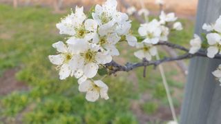 권오열님의 자두 · 자유게시판 작성글 사진