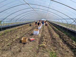 대박인상님의 감자 · 자유게시판 작성글 사진