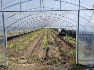 대박인상님의 감자 · 자유게시판 작성글 사진