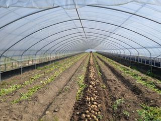 대박인상님의 감자 · 자유게시판 작성글 사진