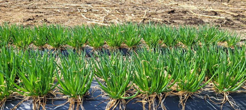 장터 상품 [쪽파 2키로] 썸네일