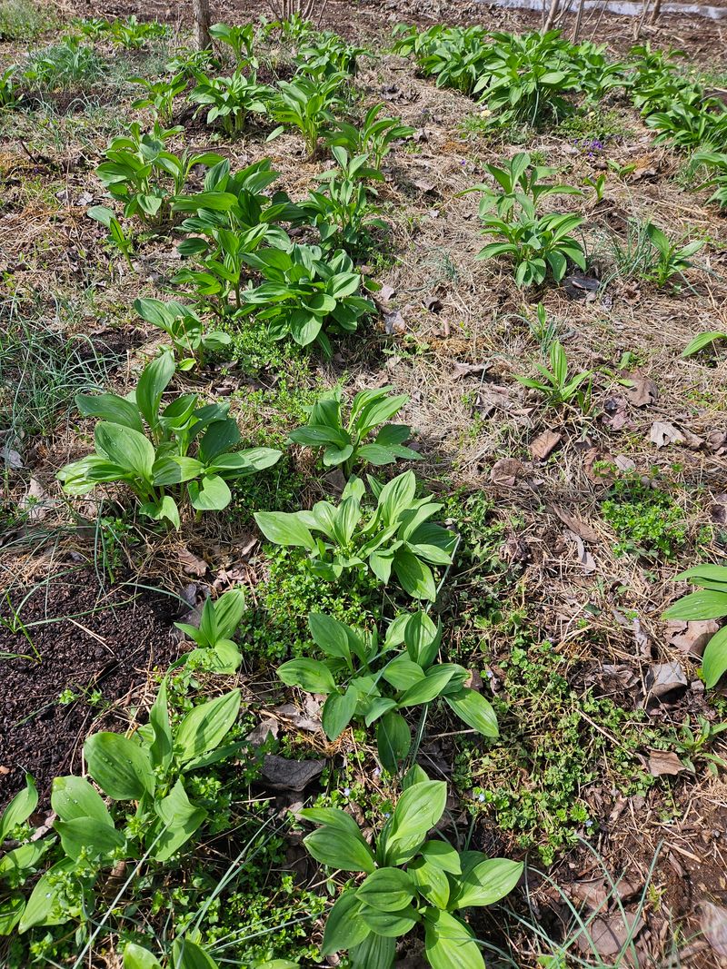 장터 상품 [명이나물 1키로] 썸네일