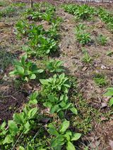 팜모닝 · 게시글 이미지