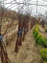 팜모닝 사과·품종•종자 게시글 이미지