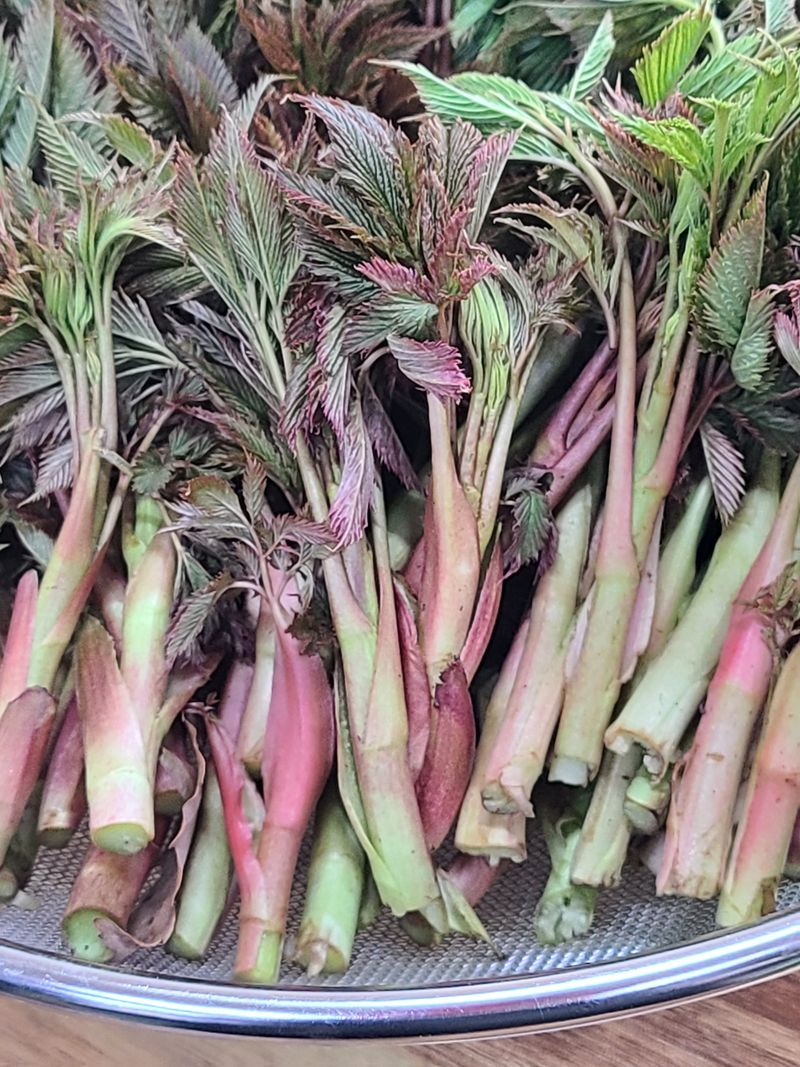 장터 상품 [눈개승마/명이나물] 썸네일