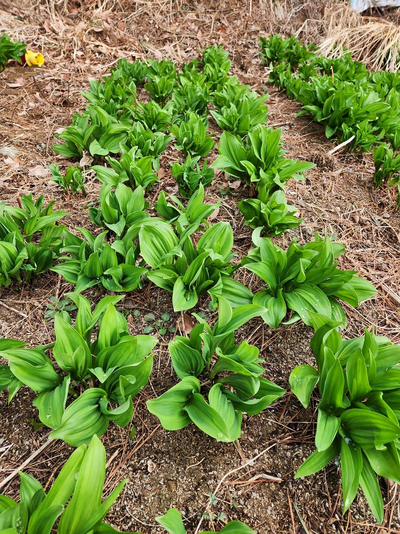 귀산촌님의 장터 판매 상품 [눈개승마/명이나물] 첨부 사진