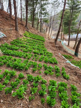 귀산촌님의 작성글 사진