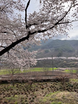 자연좋고사람좋고님의 자유주제 · 자유게시판 작성글 사진