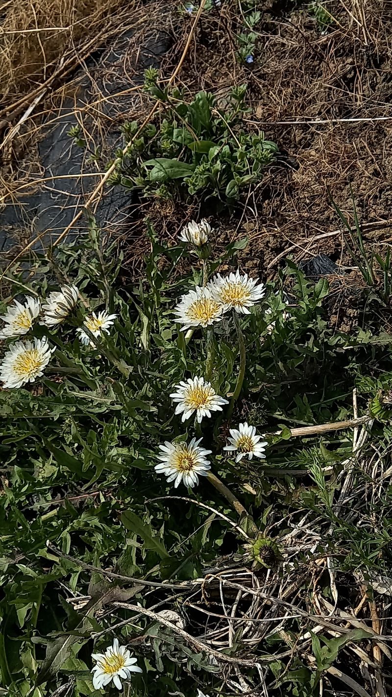 장터 상품 [흰 민들레] 썸네일