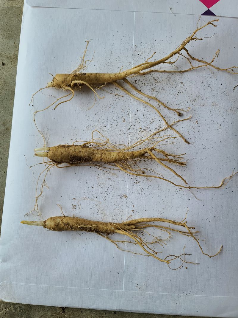 김태현님의 장터 판매 상품 [수퍼도라지종근] 첨부 사진