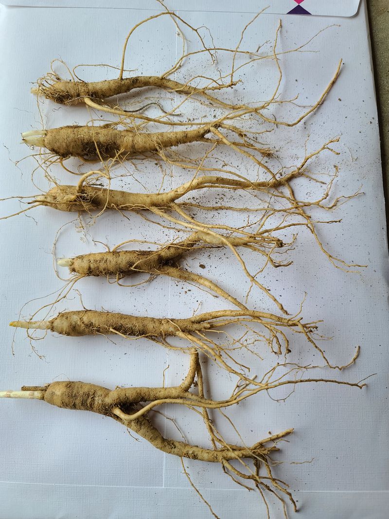 김태현님의 장터 판매 상품 [수퍼도라지종근] 첨부 사진