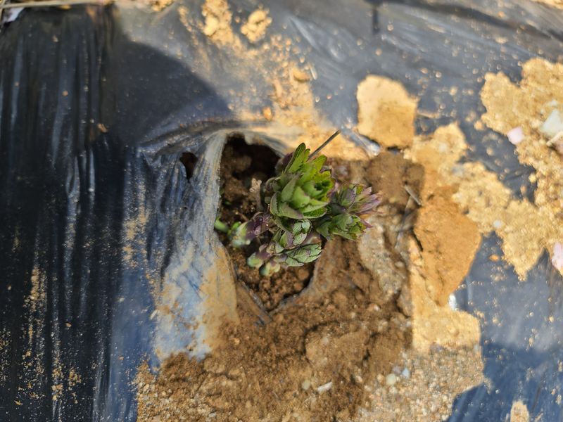 김태현님의 장터 판매 상품 [수퍼도라지종근] 첨부 사진