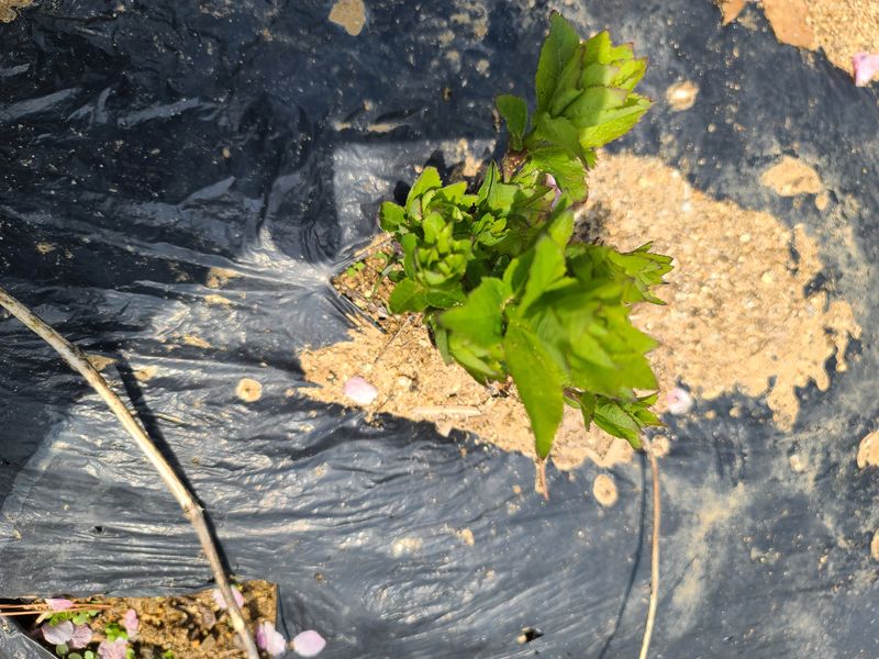 김태현님의 장터 판매 상품 [수퍼도라지종근] 첨부 사진