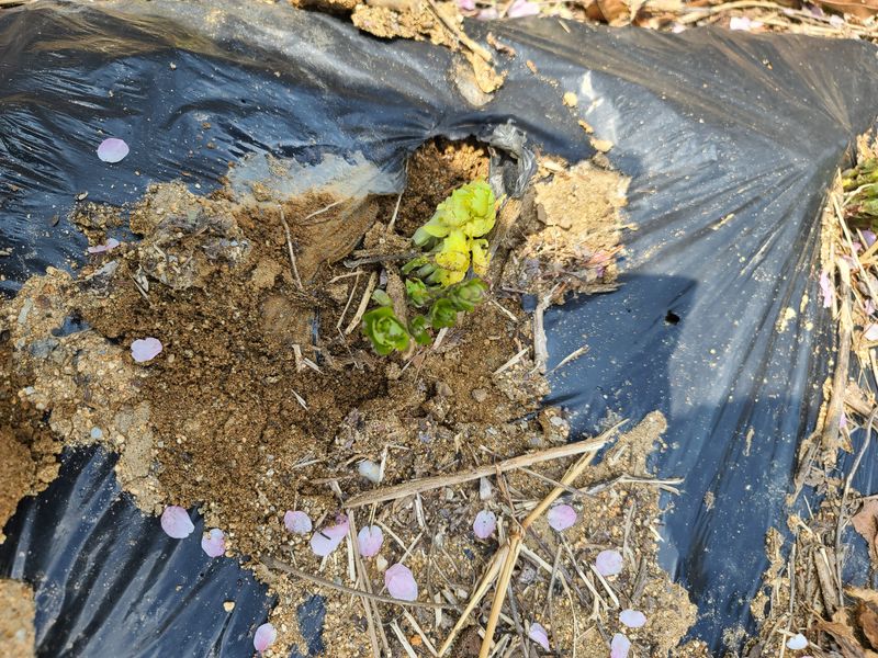 김태현님의 장터 판매 상품 [수퍼도라지종근] 첨부 사진