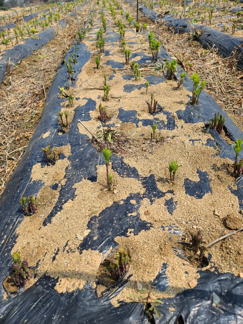 김태현님의 장터 판매 상품 [수퍼도라지종근] 첨부 사진