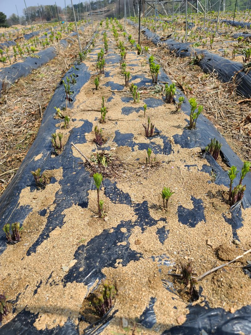 김태현님의 장터 판매 상품 [수퍼도라지종근] 첨부 사진