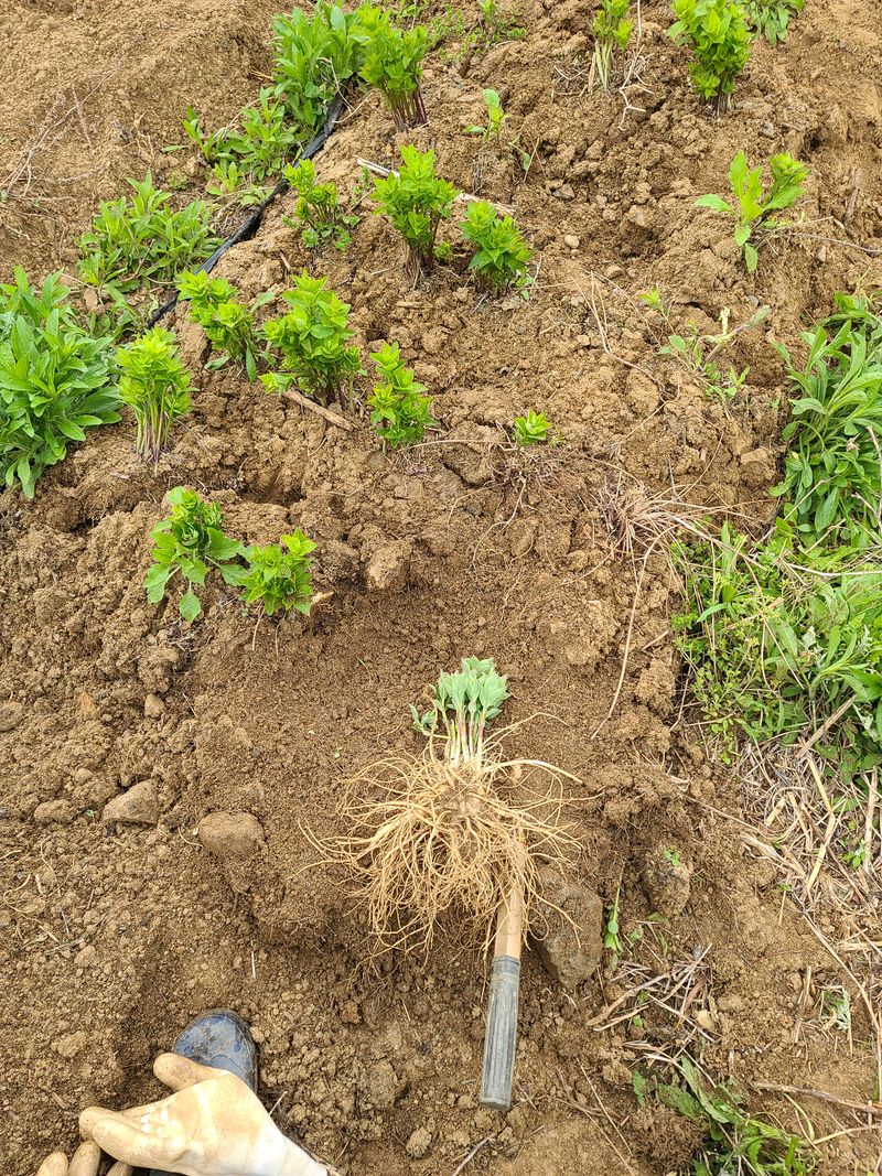 김태현님의 장터 판매 상품 [수퍼도라지종근] 첨부 사진