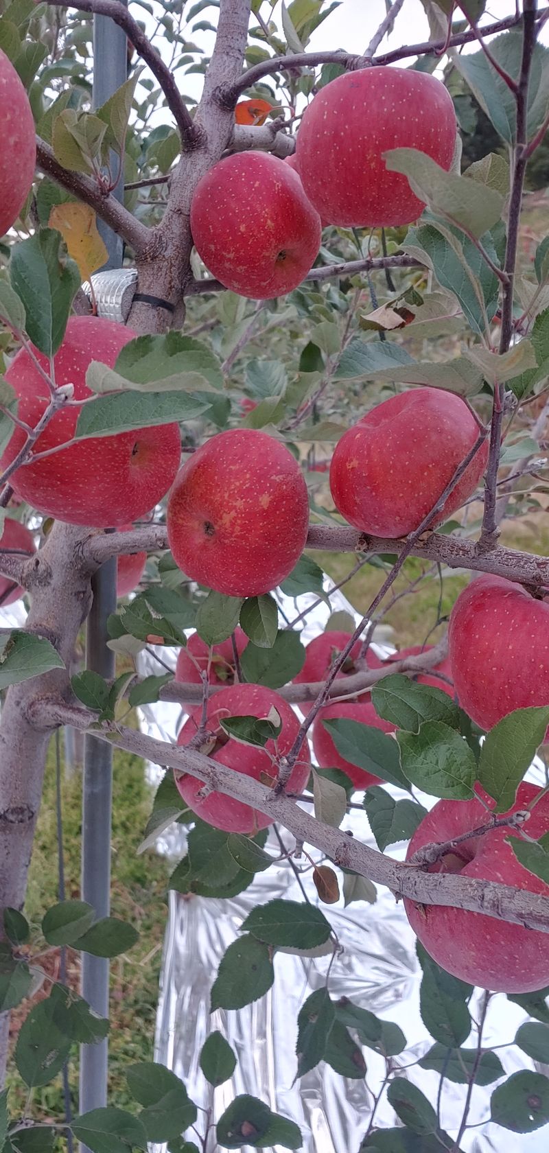 장터 상품 [부사사과(후브락스).사과즙] 썸네일