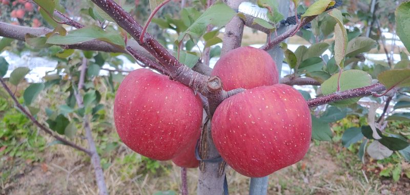 장터 상품 [부사사과(후브락스).사과즙] 썸네일