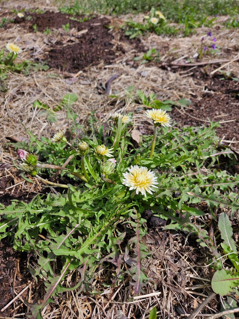 장터 상품 [흰민들레1kg  ] 썸네일