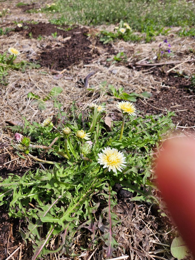 정완희 님의 장터 판매 상품 [흰민들레1kg  ] 첨부 사진