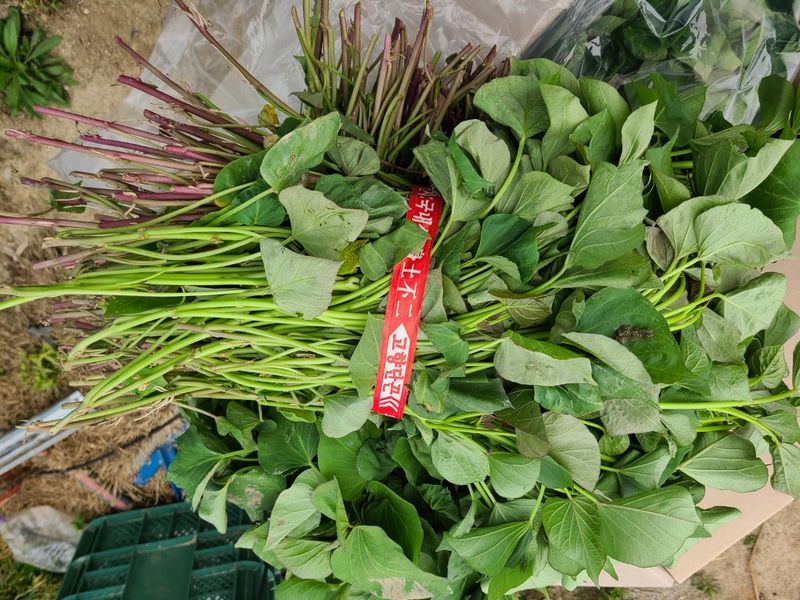 이동훈님의 장터 판매 상품 [고구마종순] 첨부 사진