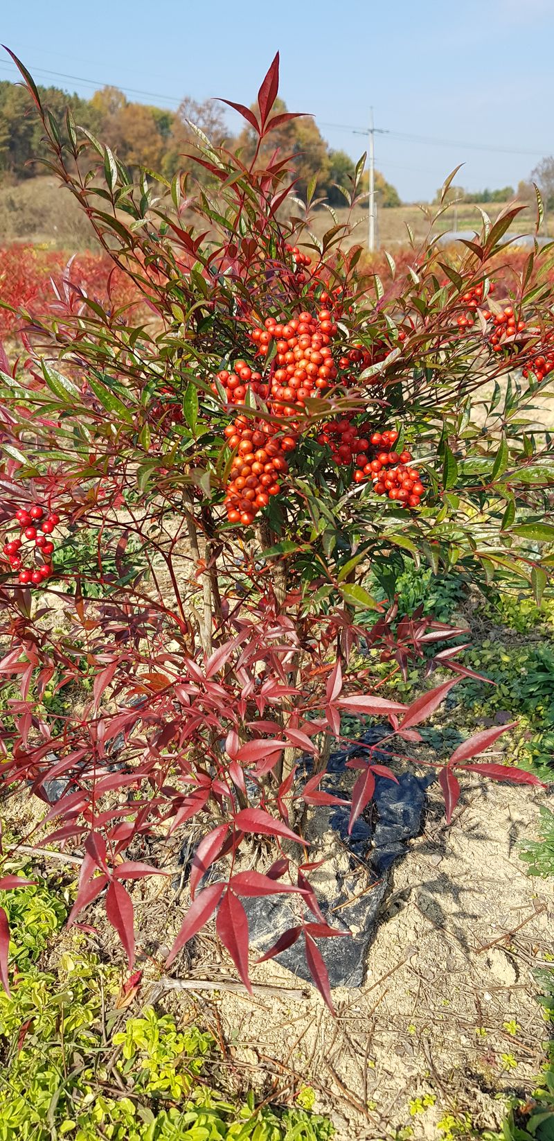 장터 상품 [남천 나무] 썸네일