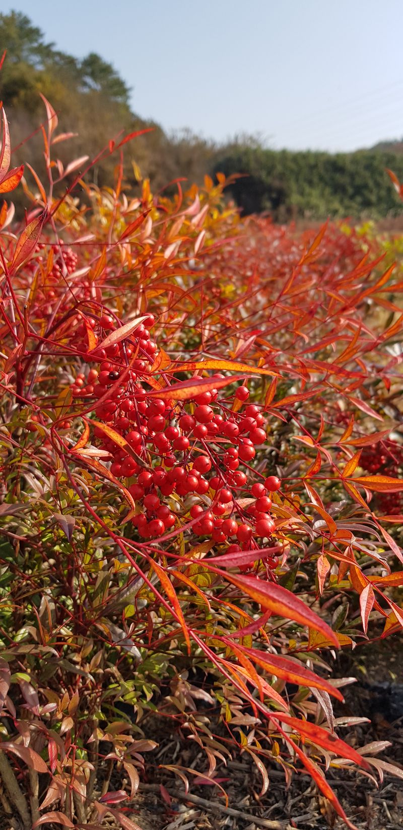 박형우님의 장터 판매 상품 [남천 나무] 첨부 사진