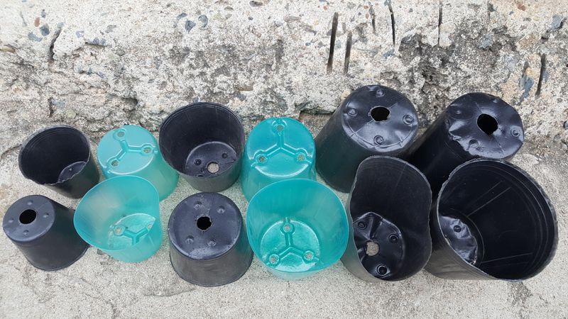 대동팜님의 장터 판매 상품 [컵포트11cm~12cm (PE포트)] 첨부 사진