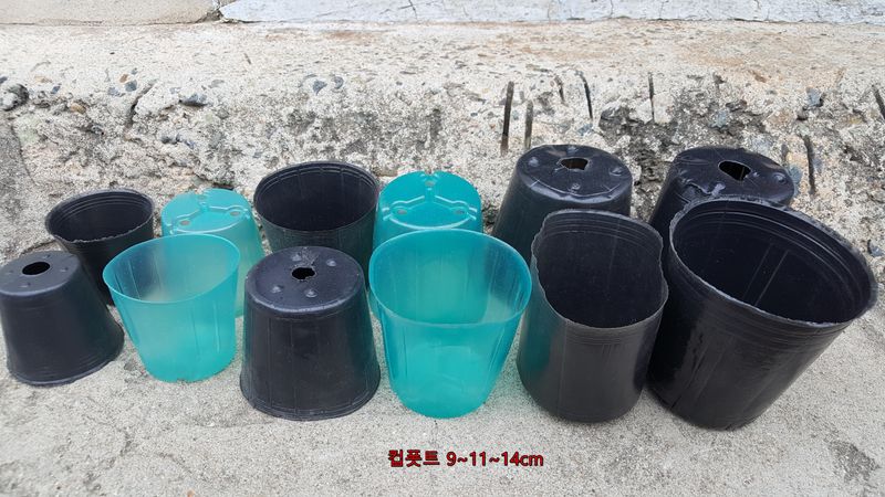 대동팜님의 장터 판매 상품 [컵포트11cm~12cm (PE포트)] 첨부 사진