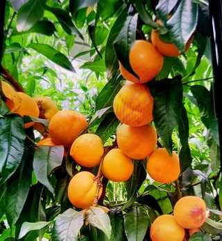 자두6706님의 자두 · 자유게시판 작성글 사진