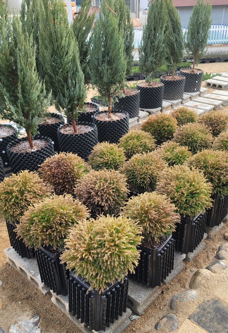 이선미님의 장터 판매 상품 [트리웰화분 9리터 (20cm×20cm×27cm) 10개] 첨부 사진