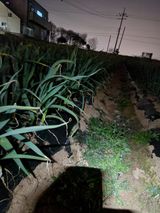 팜모닝 마늘·일상 게시글 이미지