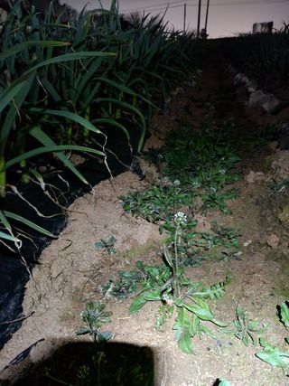 최승일님의 마늘 · 일상 작성글 사진