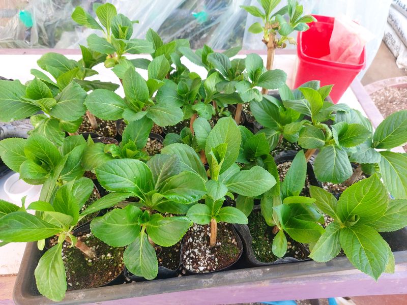 장터 상품 [거제수국 묘목] 썸네일