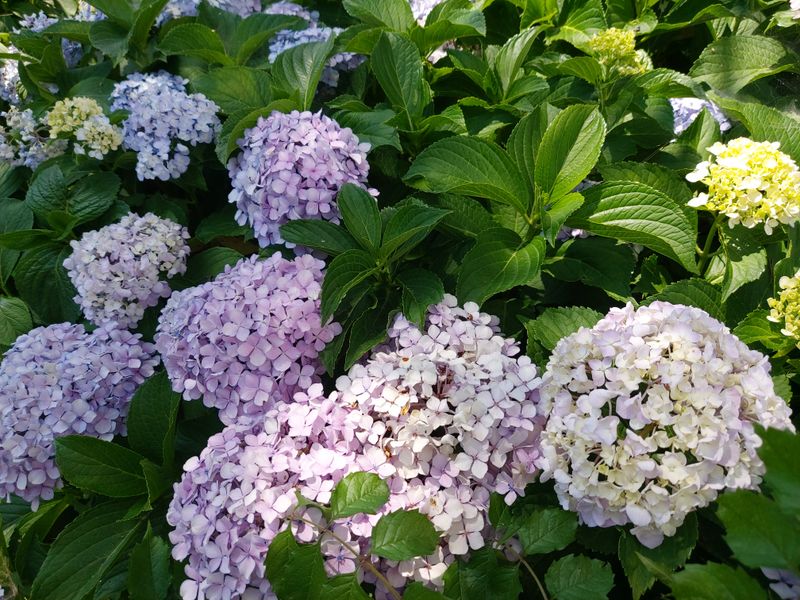 수국 은 나의희망님의 장터 판매 상품 [거제수국 묘목] 첨부 사진