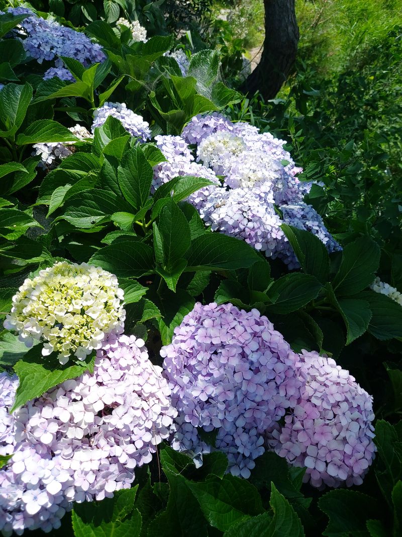 수국 은 나의희망님의 장터 판매 상품 [거제수국 묘목] 첨부 사진
