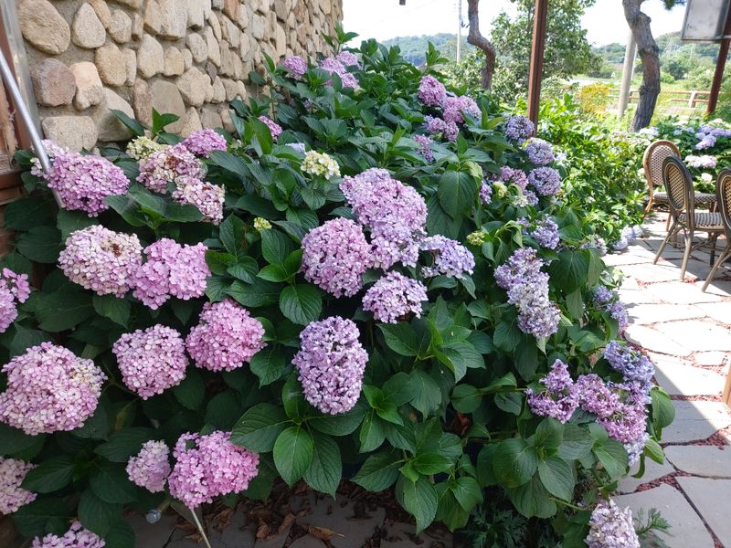 수국 은 나의희망님의 장터 판매 상품 [거제수국 묘목] 첨부 사진