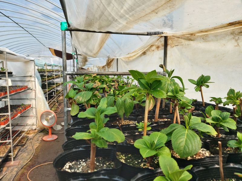 수국 은 나의희망님의 장터 판매 상품 [거제수국 묘목] 첨부 사진
