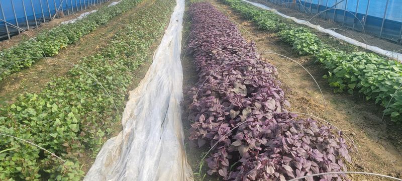 이동훈님의 장터 판매 상품 [고구마종순] 첨부 사진