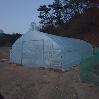 이완구님의 옥수수 · 자유게시판 작성글 사진