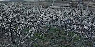 우경농원님의 자두 · 자유게시판 작성글 사진