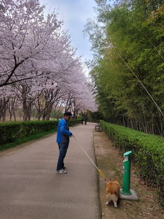 우경농원님의 자두 · 자유게시판 작성글 사진